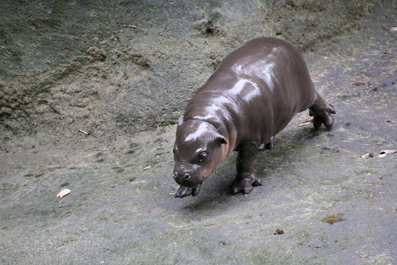 Illustration for article titled This Baby Pygmy Hippo Is the Cutest Thing on Planet Earth (No Arguing Please)